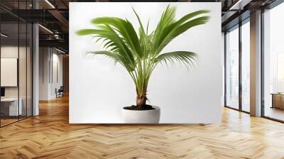 Coconut palm plant in pot white background, AI Generated Wall mural