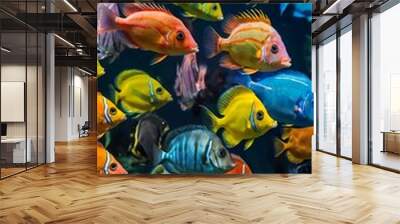 fish swimming in aquarium Wall mural