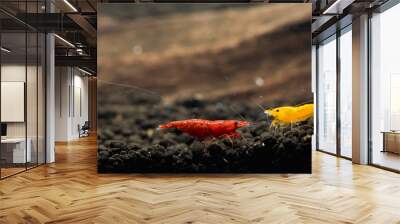 Red Cherry Shrimp Wall mural