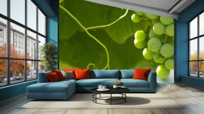 Green grapes macro photo, nice blurred background effect. Wall mural