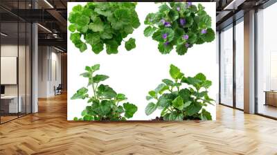 Photo of Ground Ivy herb, European herbs, isolated on transparent background Wall mural