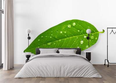 green leaf with water drops on white background  Wall mural