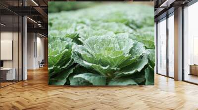 cabbage in the garden Wall mural