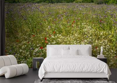 A pretty field full of white daisies and thistles with purple flowers 2 Wall mural