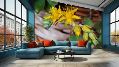 In general, it will last from a few hours to a maximum of one or two weeks, with Echinopsis or Lobivia lasting the least and Discocactus the longest. Wall mural