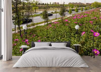 Slope of an urban park next to a two-way highway lined with scented rockrose plants in bloom Wall mural