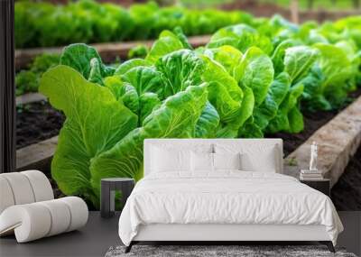 Fresh Green Lettuce Growing in Wooden Raised Beds in a Lush Garden on a Sunny Day Wall mural