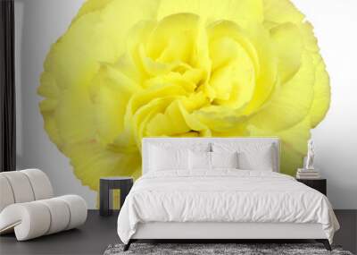 Little Yellow Rose Flower Isolated on White Wall mural