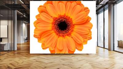 orange gerbera flower isolated on white Wall mural