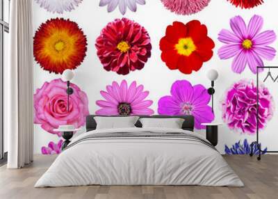 Selection of Various Flowers Isolated on White Background Wall mural