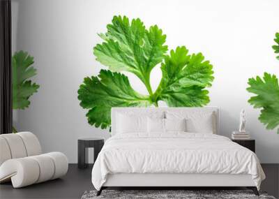 Close-up snapshot of a fresh green cilantro leaf, isolated on a white background for clipping Wall mural