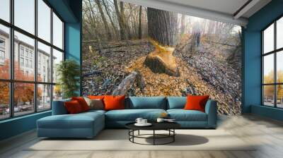 A man studies the activities of the Beavers. Wall mural