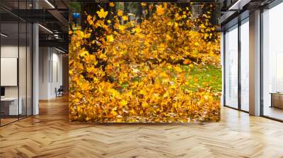 Vibrant yellow leaves blown up and flying in the air with an autumn wind in the park Wall mural