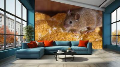 Mouse in the kitchen Wall mural