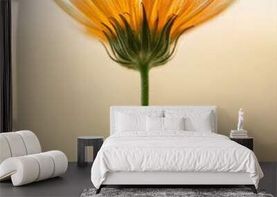 dreamy yellow daisy flower Wall mural