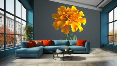 A cheerful yellow marigold flower isolated on a dark gray background. Wall mural