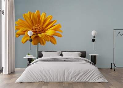 A cheerful yellow marigold flower isolated on a light gray background. Wall mural