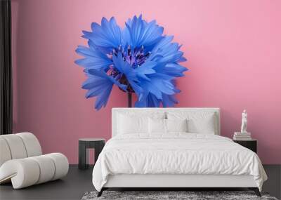 A rich blue cornflower flower isolated on a pastel pink background. Wall mural