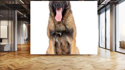 Belgian Shepherd Dog, malinois dog on Isolated White Background in studio Wall mural