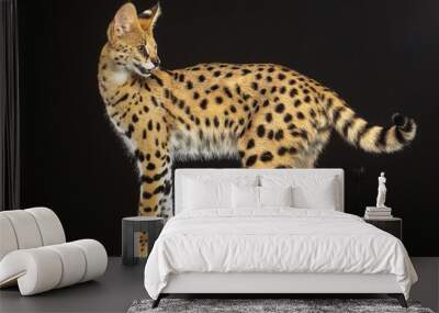 Serval cat isolated on Black Background in studio Wall mural