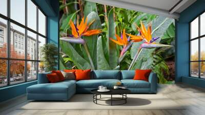 Exotic orange flower - bird of paradise (strelitzia flower) Wall mural