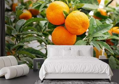 Mandarins tangerine fruits on the tree Wall mural