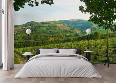 Vineyards landscape with grapevine for wine production in Emilia-Romagna, Italian region. Wall mural