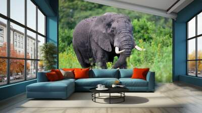 African elephant in the Ngorongoro Crater, Tanzania Wall mural