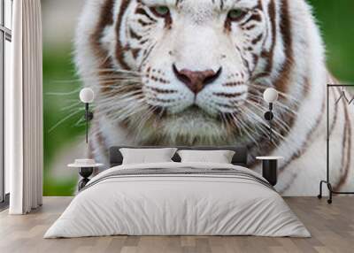 White Bengal Tiger Wall mural