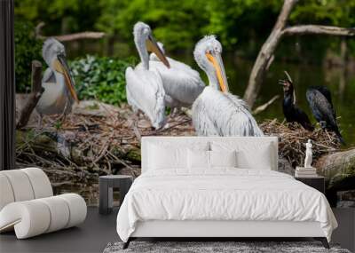 White pelicans at a small lake Wall mural