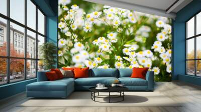 Aster white flowers Wall mural