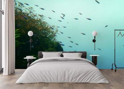 Beautiful green aquarium and tropical fish Wall mural