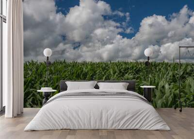 Portion of a bright green field of young corn with white cumulus clouds forming in the blue sky above on a summer day in the Midwest Wall mural