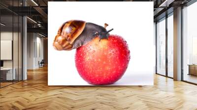 Black snail on red apple isolated white background Wall mural