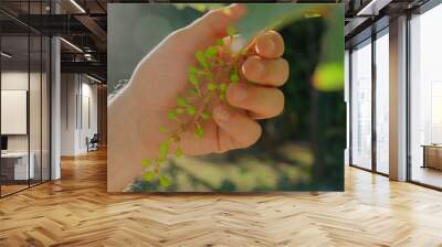 Close-up of farmer hand gently holding small grapevine with green grapes, connection with nature and environmental conservation. Nature and Sustainability. Wall mural