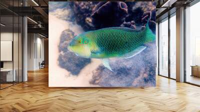 Half and half thicklip wrasse spits or Hemigymnus melapterus swimming among reef corals. Underwater photo of colorful tropical fish from scuba diving or snorkeling. Under sea wild life. Wall mural