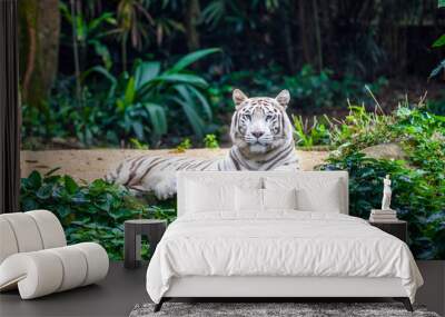 White bengal tiger with blue eyes lying among green plants in the zoo Wall mural