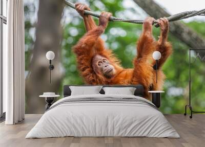 Young Orangutan with funny pose swinging on a rope Wall mural