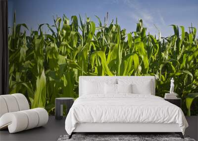 Fresh green corn crops Wall mural