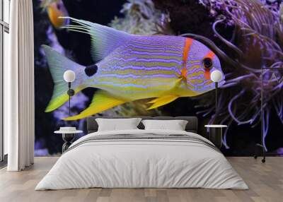 Beautiful fish under the sea Wall mural