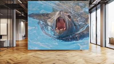 Sea lion swimming Wall mural