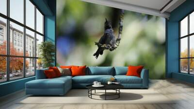 black tailed lizard Wall mural