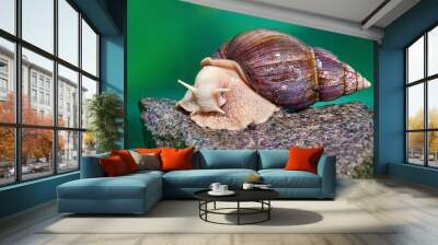 agate giant african land snail, Latin name Lissachatina fulica, on a stone Wall mural