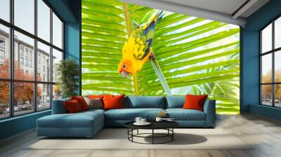 Sun Conure parrot yellow and green colours on tree. Summertime. Copy space. Wall mural