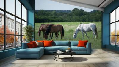 horses grazing Wall mural