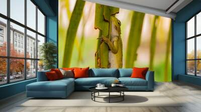 Side view photo of a Garden Lizard hanging on a coconut leaf. Wall mural