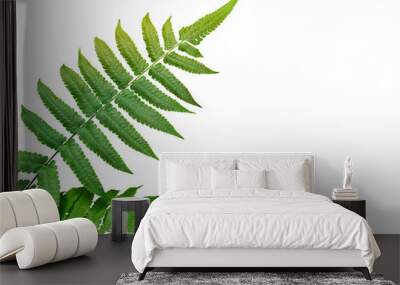 Green leaves fern tropical rainforest isolated on transparent background. PNG transparency Wall mural