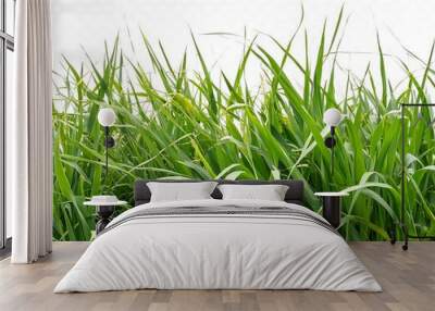 Wild grass for design element on white background, template. Wall mural