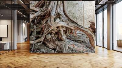 Driftwood tree Wall mural