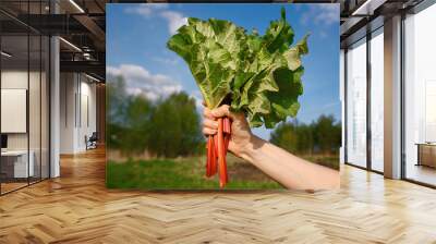 Women's hands hold cut rhubarb stalks. Woman harvesting rhubarb leaves. Harvesting rhubarb in the garden. Picking rhubarb, green harvest... Wall mural